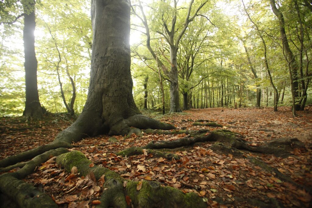 Dorschkamp bos Mooi Wageningen