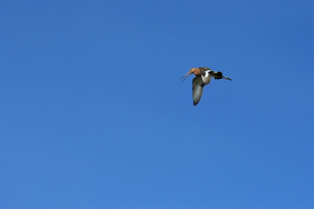 grutto foto Mooi Wageningen